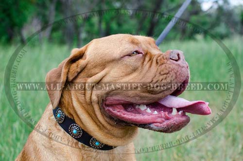 Leather Mastiff collar with pretty decorations